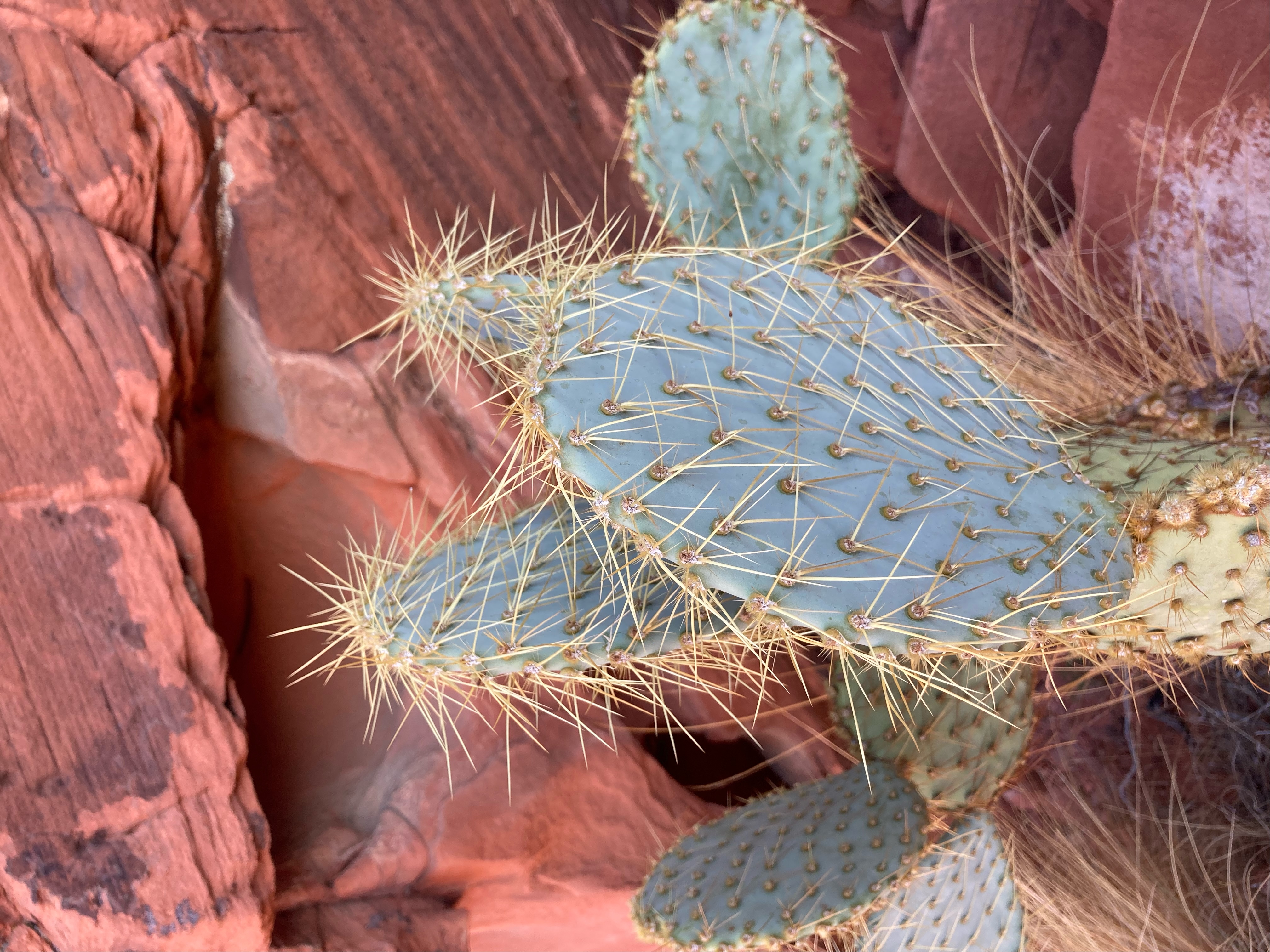 Cactus